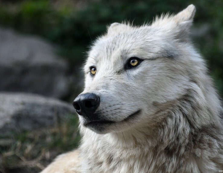 Parc animalier alpha loup