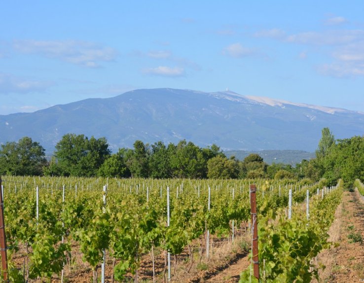 Vignes mont ventoux