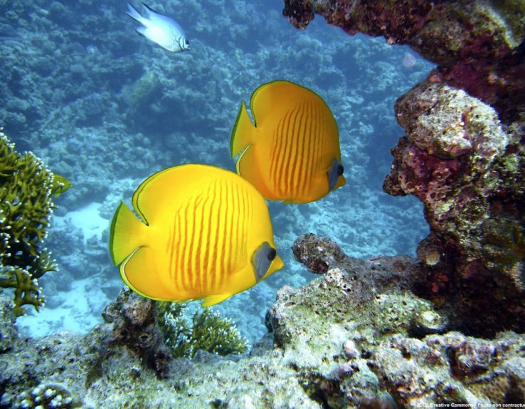 Plongée sous-marine