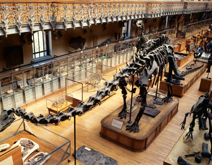 La Galerie de Paléontologie - Paris