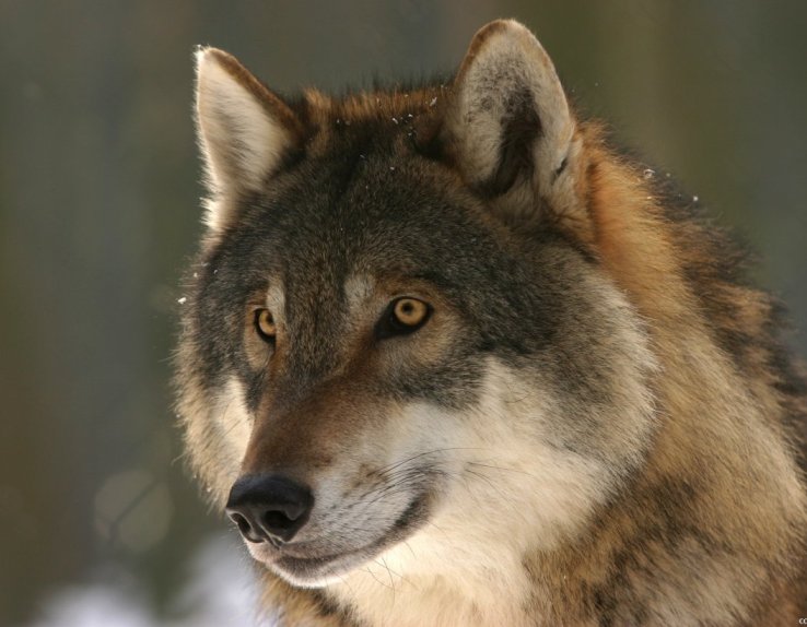 Les Loups de Chabrières