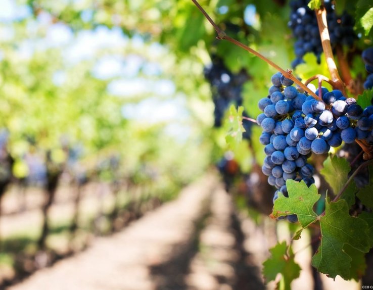 Domaine de calet