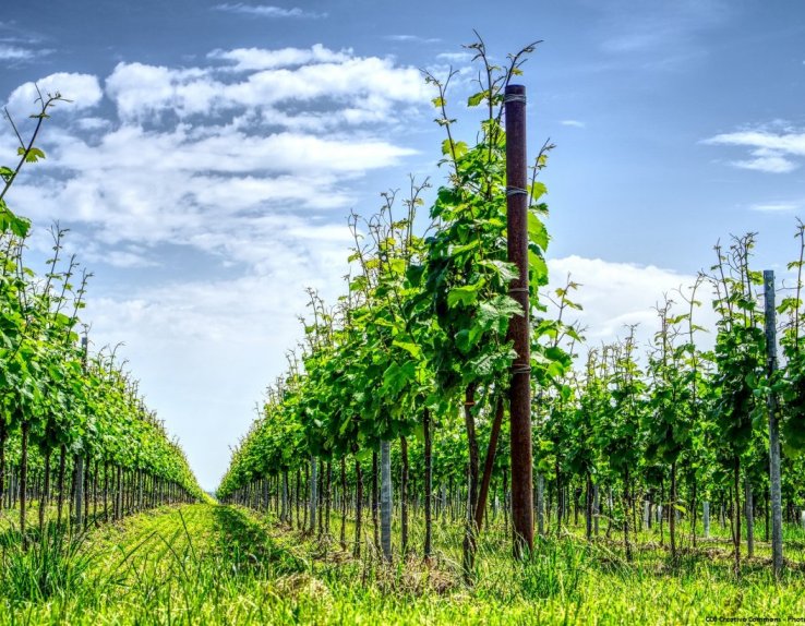 Vignes Alsace