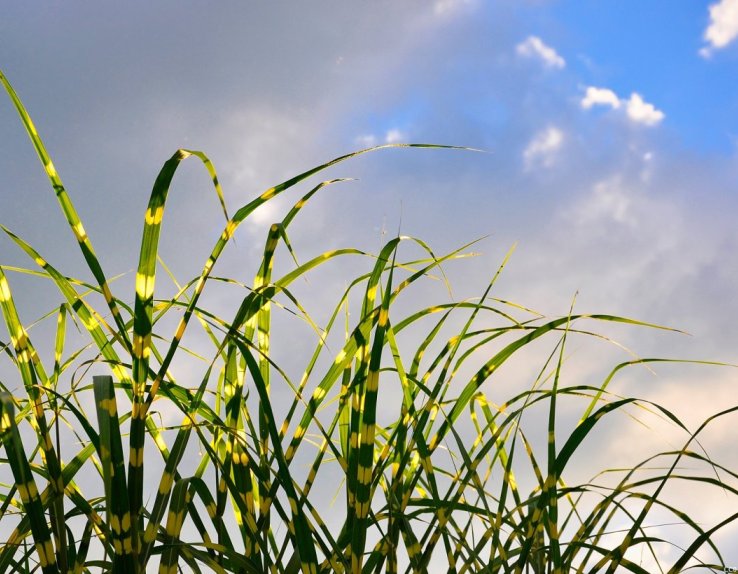 labyrinthe de Miscanthus