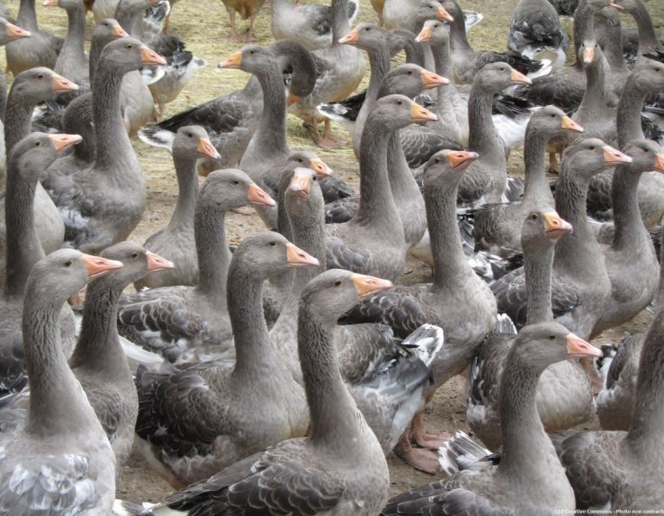 Ferme foie gras Bas-Rhin alsace