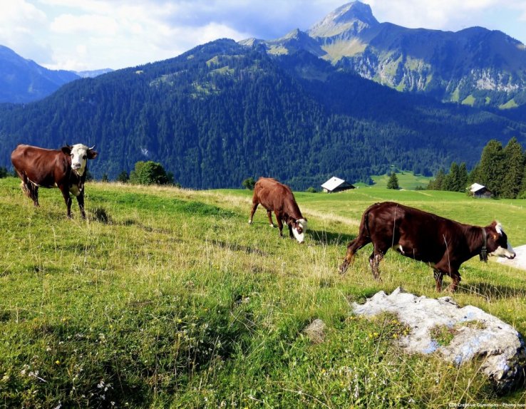 Fromage savoie