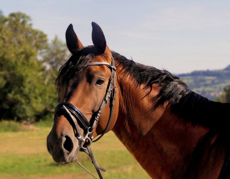 Balade à cheval ardennes