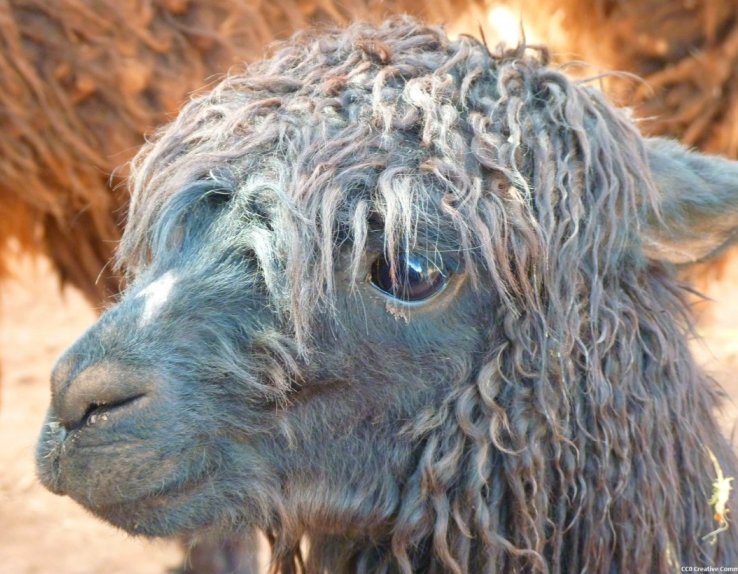 La Ferme des Lamas Ariège