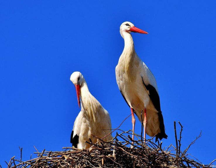 Domaine des oiseaux cigognes